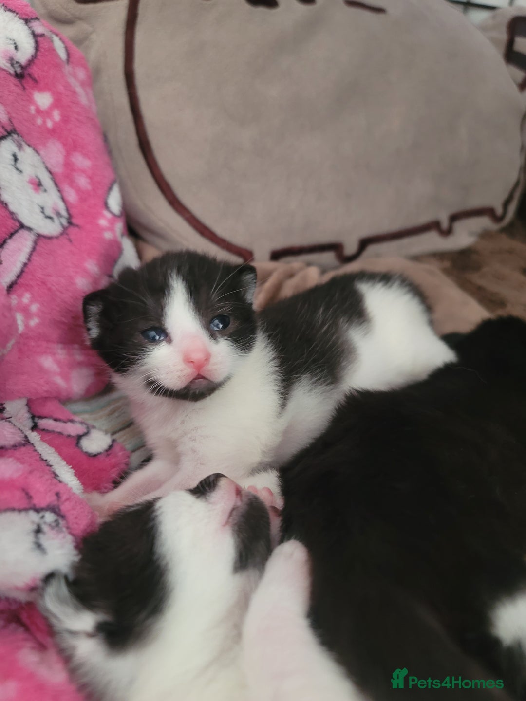 Mixed Breed cats for sale: Female Mixed Breed  - Image 4