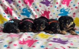 Jackapoo dogs for sale: Jackapoos  - Image 5