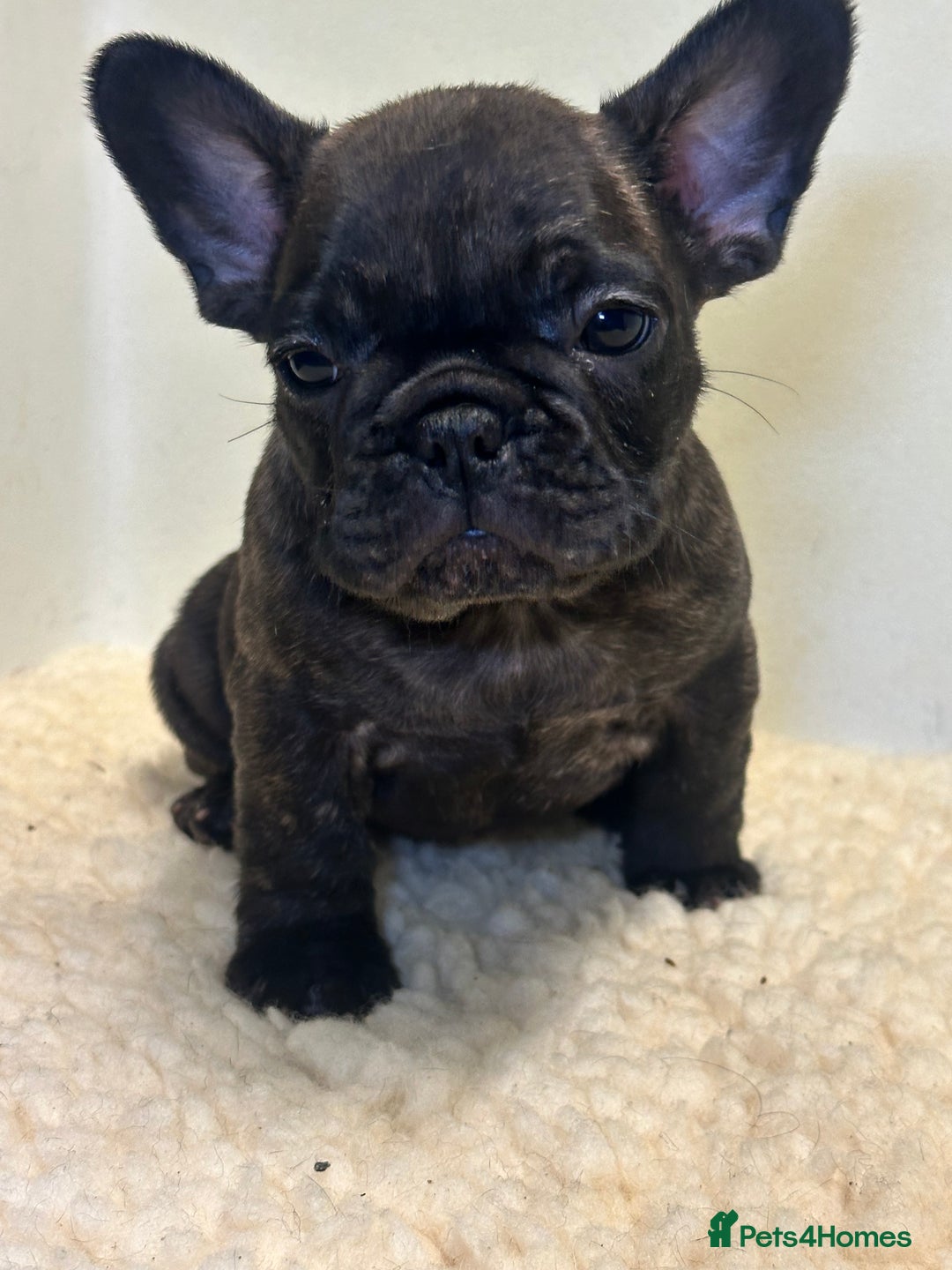 French Bulldog dogs for sale: KC Frenchies  - Advert 6
