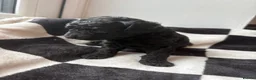 Mixed Breed dogs for sale: Double doodles  - Advert 30