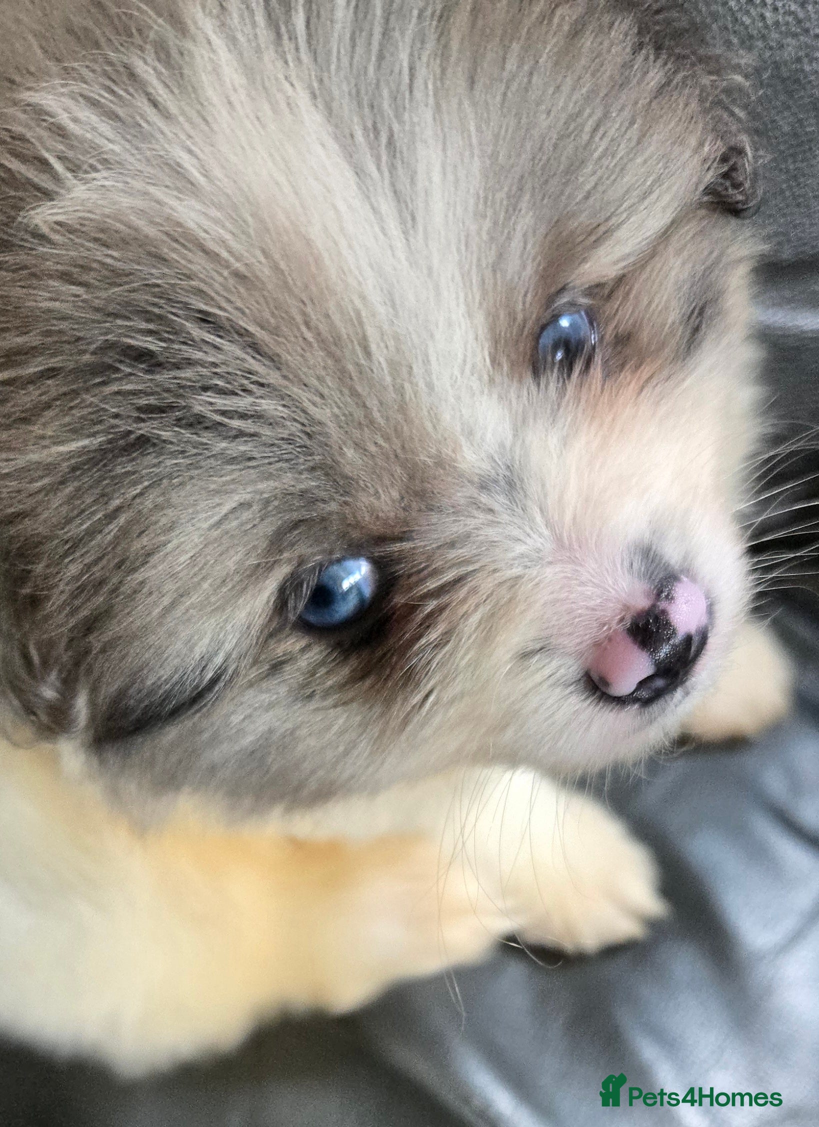 Pomeranian dogs Last 2 gorgeous pomeranian available  - Advert 1