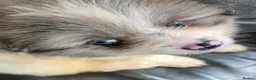 Pomeranian dogs for sale:  3 gorgeous pomeranian puppies available  - Advert 15