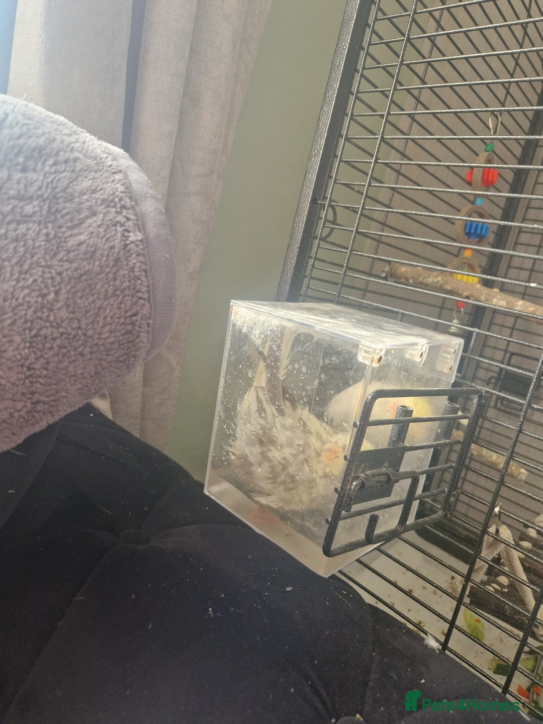 Cockatiels birds for sale: 2 cockatiels for sale and cadge/stuff - Advert 3