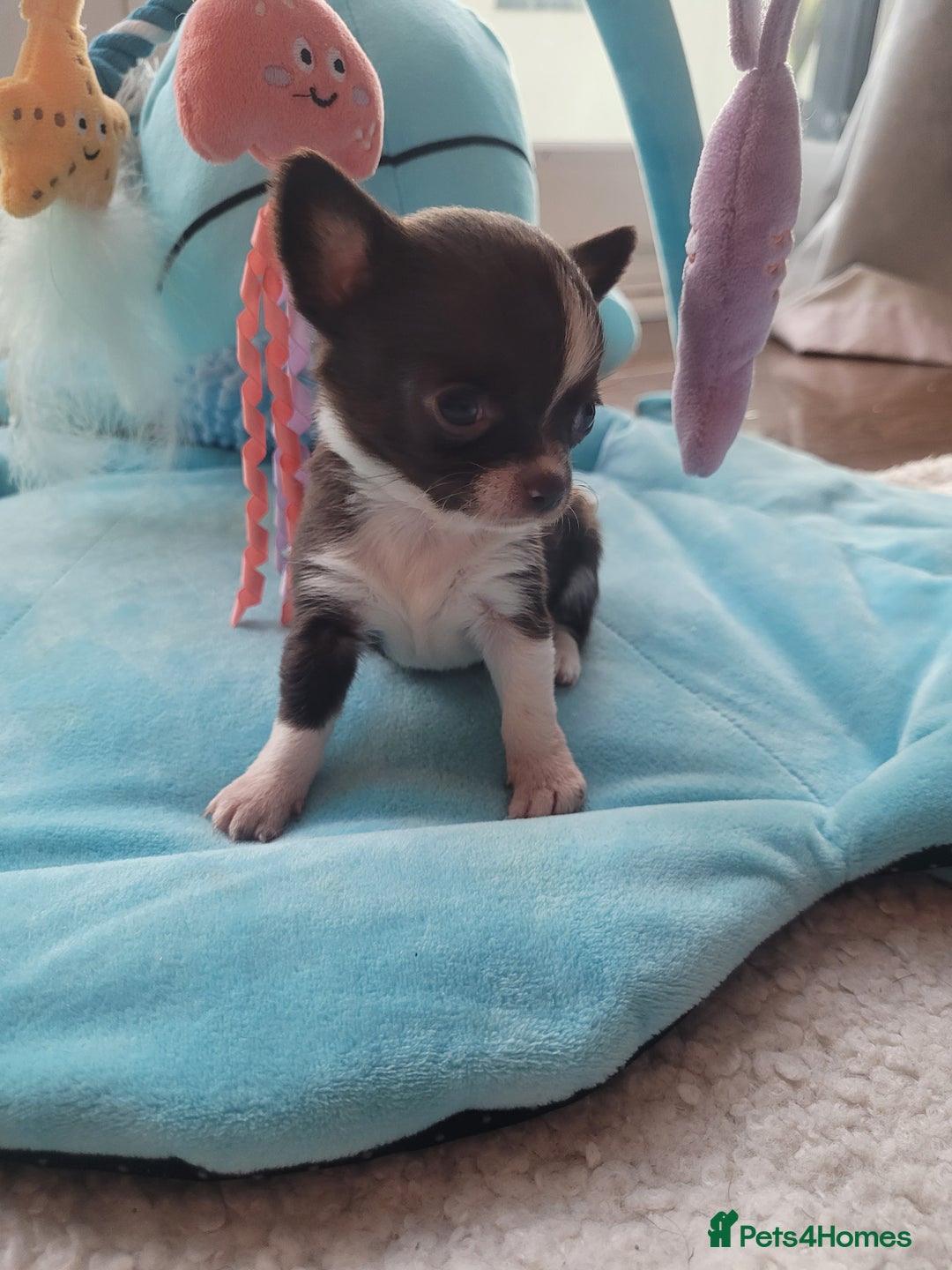 Chihuahua dogs for sale: Beautiful chihuahua babies - Advert 3