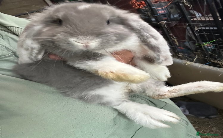 French Lop rabbits - Advert 1