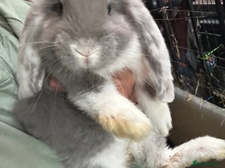 French Lop rabbits - Advert 34