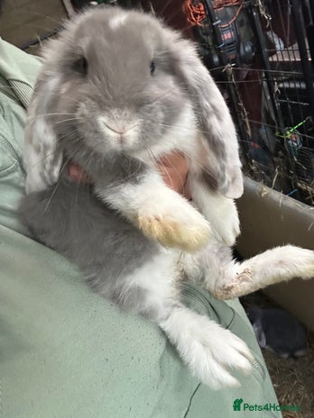 French Lop rabbits - Advert 5