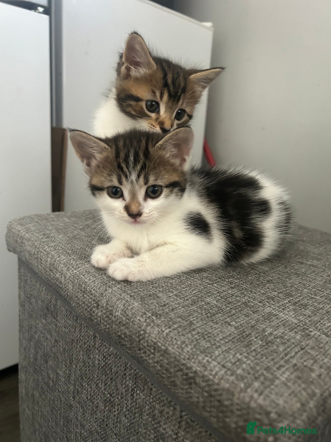 Mixed Breed cats for sale: Kittens  - Image 2