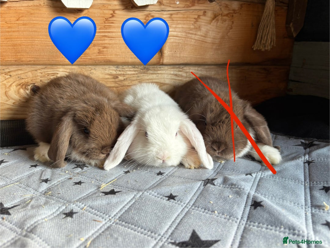 Mini Lop rabbits for sale: 4 beautiful mini lop babies  - Image 6