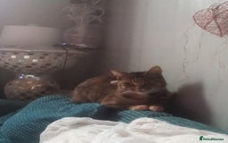 Mixed Breed cats for sale: Kittens  - Image 6