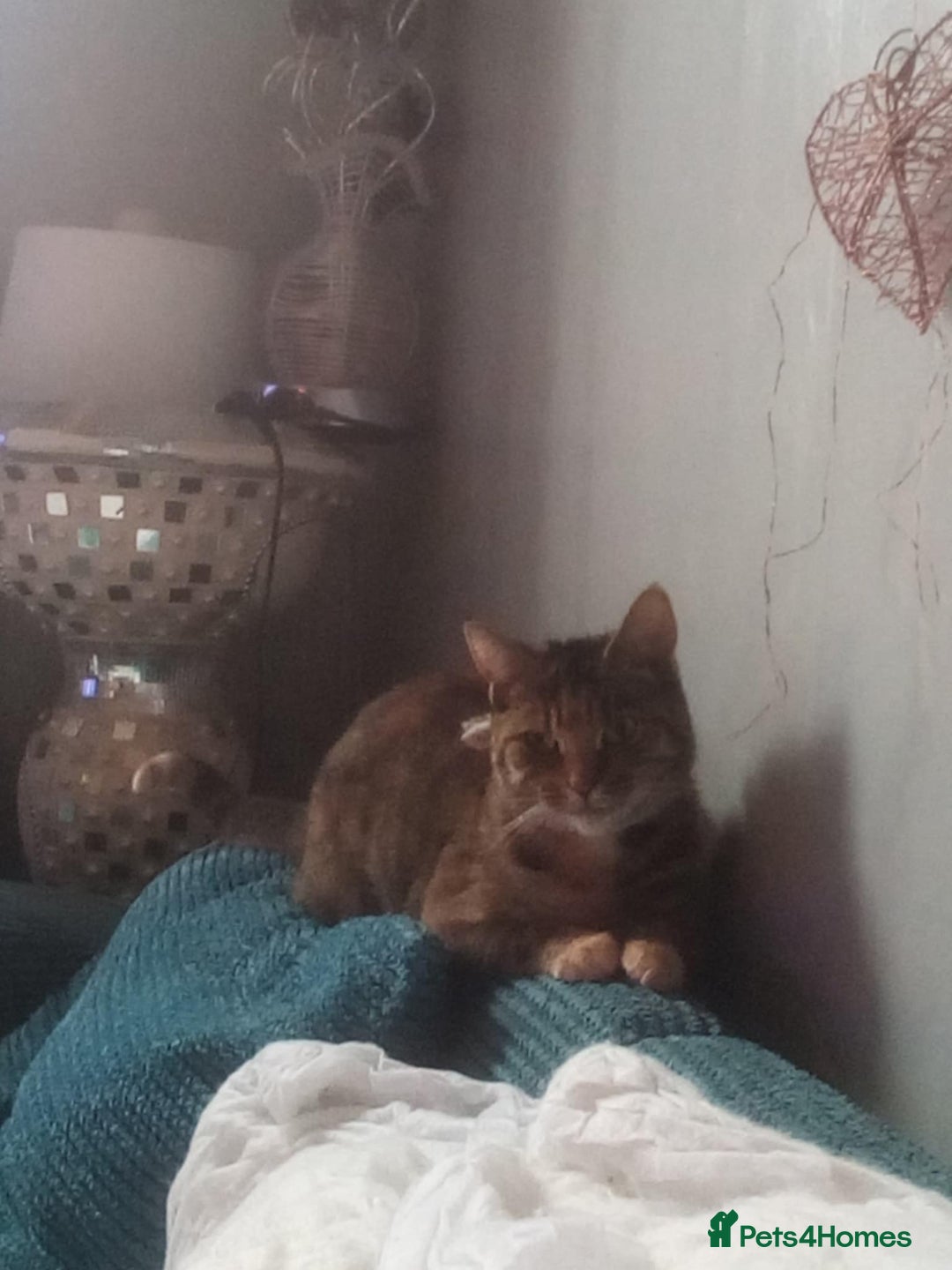 Mixed Breed cats for sale: Kittens  - Image 6