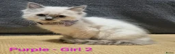 Ragdoll cats for sale: 😻 Ragdoll Kitten 😻 - Advert 2