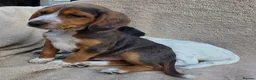 Cocker Spaniel dogs for sale: Beautiful litter of unusual colour Cocker spaniel  - Advert 16