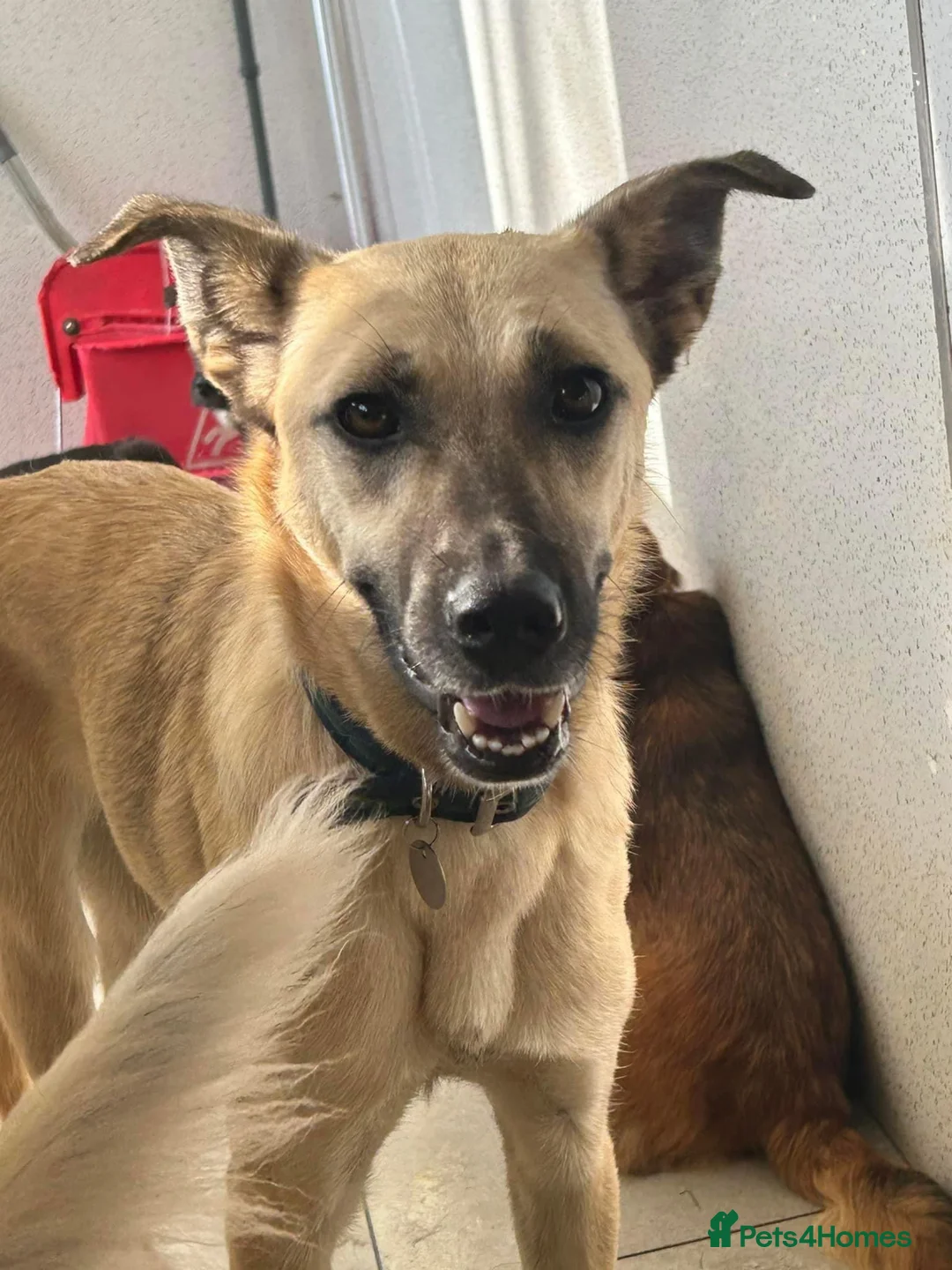 Mixed Breed dogs for adoption: Isodora - Norwich Norfolk  in Norwich - Advert 24