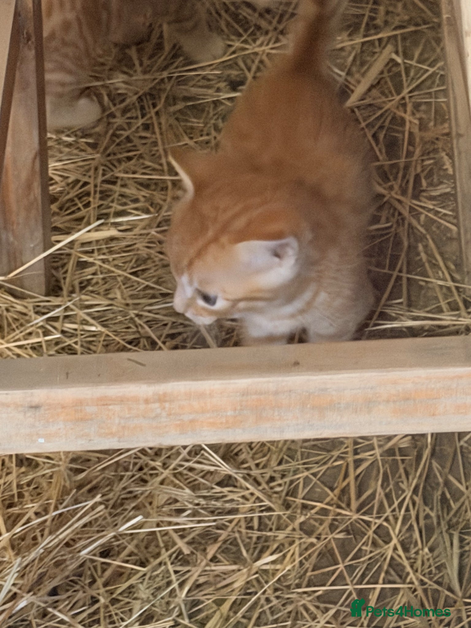 Mixed Breed cats for sale: Ginger kittens (part Bengal) - Advert 5