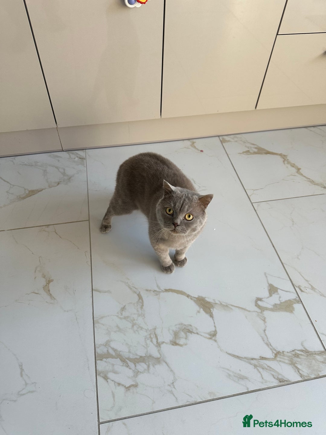British Shorthair cats for sale: 3 year old british short hair, male - Advert 8