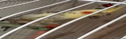 Parakeets birds for sale: Parakeet (including cage and all accessories)  in Ebbw Vale - Advert 4