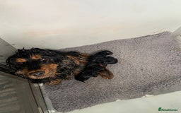 Cocker Spaniel dogs for sale: Show cocker spaniels  - Image 6