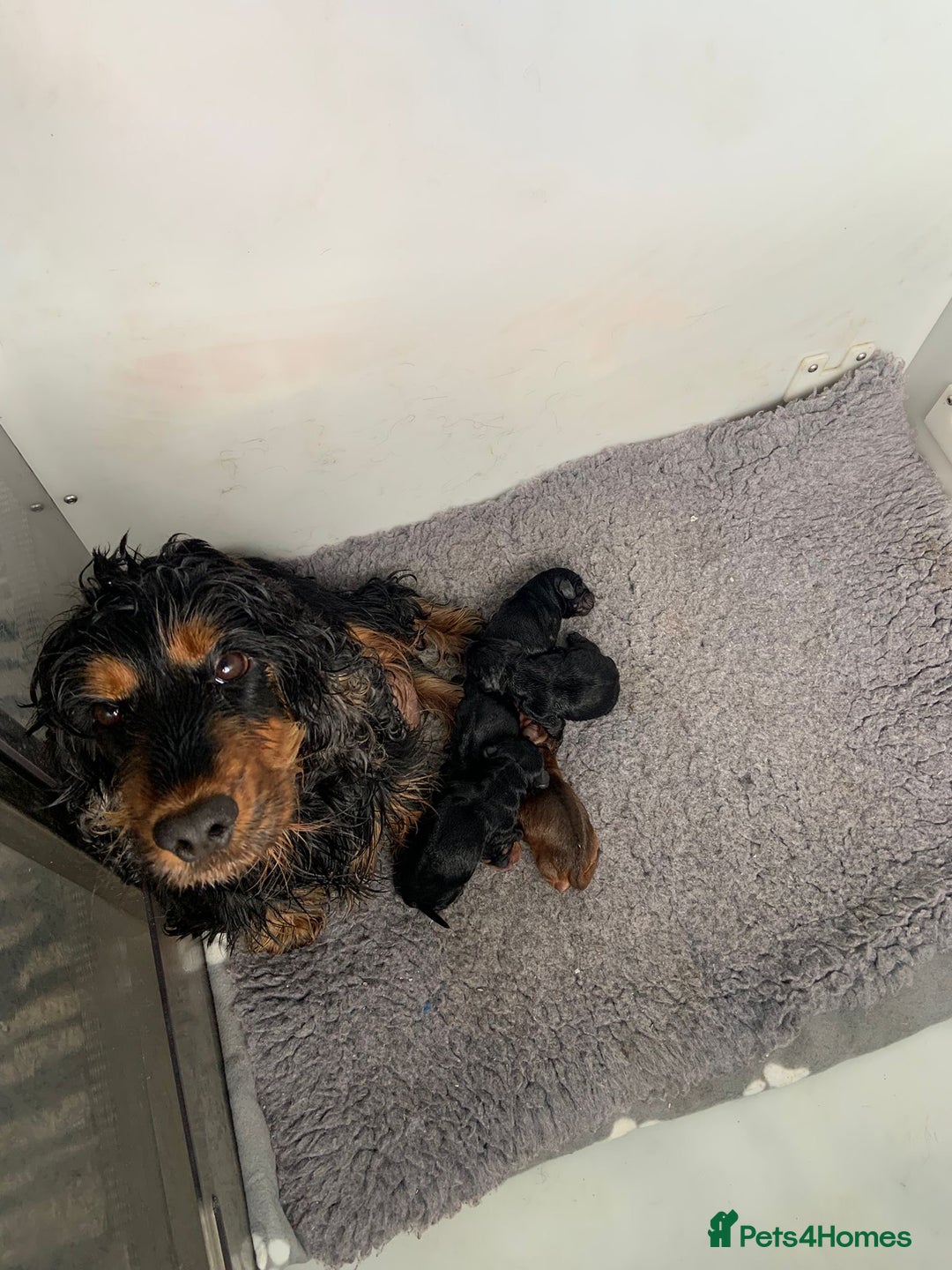 Cocker Spaniel dogs for sale: Show cocker spaniels  - Image 6