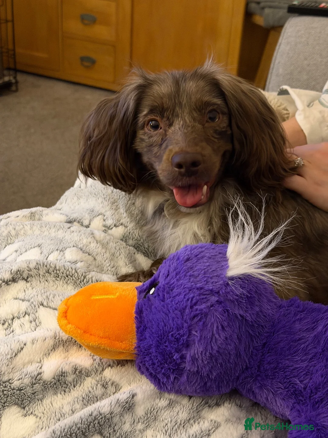 Cocker Spaniel dogs for sale: 2 year old Spaniel in Washington - Advert 2