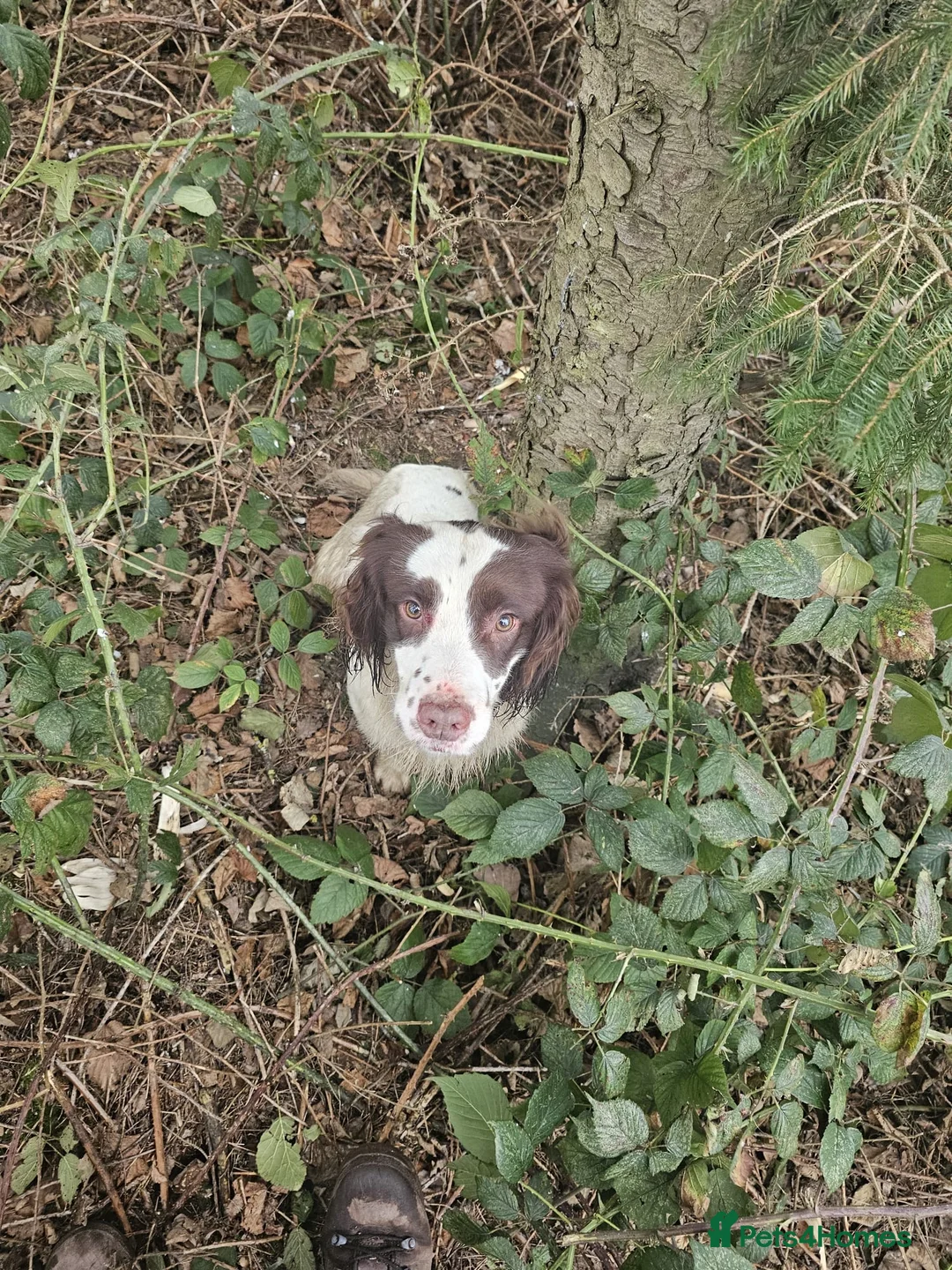 English Springer Spaniel dogs for stud: KC health tested. Hard hunting L&W ESS stud in Chesterfield - Advert 3