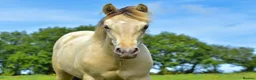 Connemara horses for sale: Zinnia-Champagne QH x Connemara Filly - Advert 3