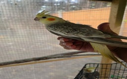 Cockatiels birds for sale: Silly hand tamed baby cockatiels for sale  - Image 16