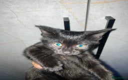 Mixed Breed cats for sale: Black kitten 9weeks - Image 2