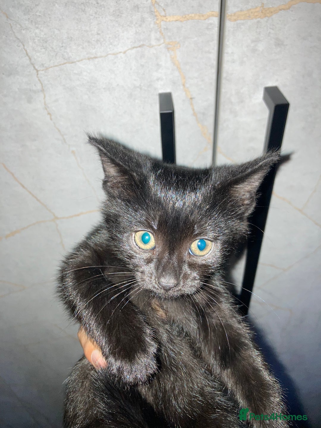 Mixed Breed cats for sale: Black kitten 9weeks - Image 2