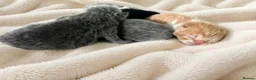 British Shorthair cats for sale: Exceptional quality British shorthair kittens  - Advert 5