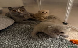 Scottish Fold cats for sale: 3 Adorable Scottish Fold Kittens🩷💙🩷 - Image 4