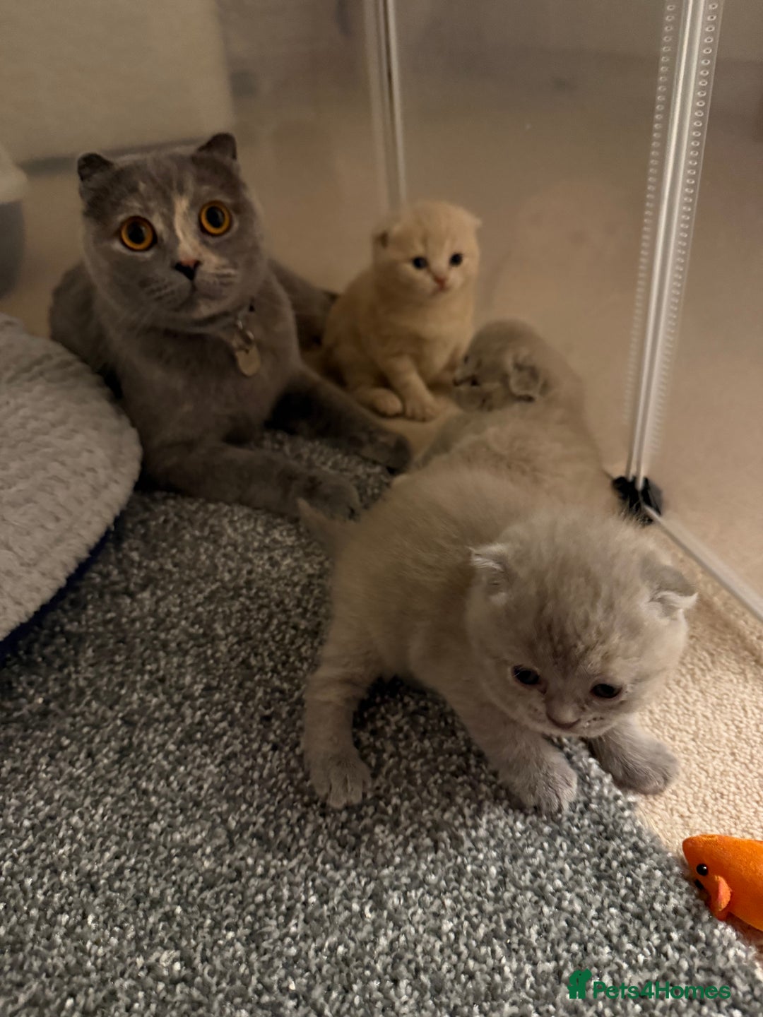 Scottish Fold cats for sale: 3 Adorable Scottish Fold Kittens🩷💙🩷 - Image 4