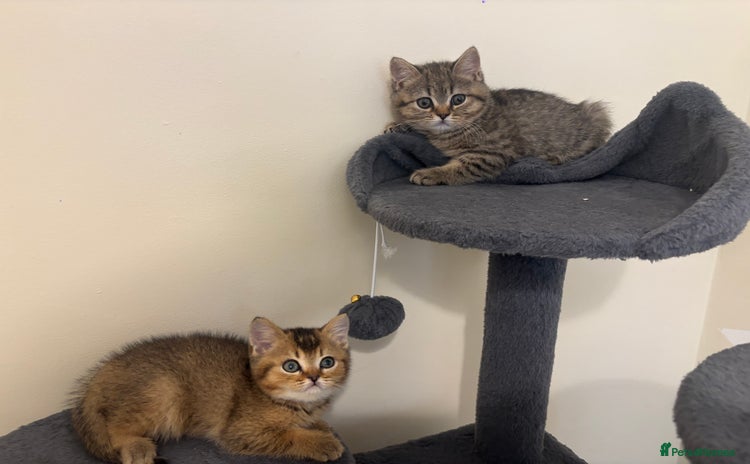 British Shorthair cats - Advert 4