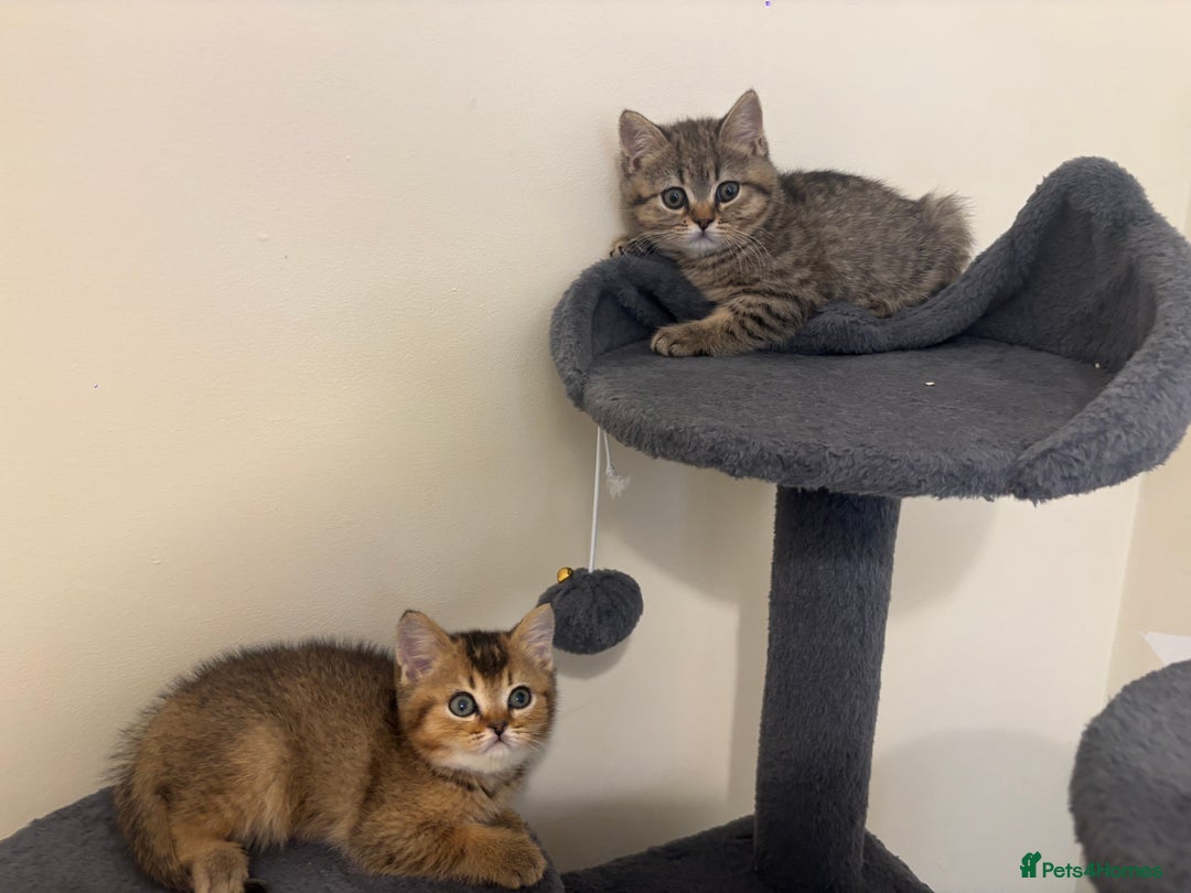 British Shorthair cats for sale: Ready to go BS kittens  - Image 4