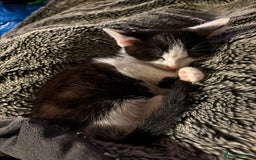 Mixed Breed cats for sale: Mixed kittens  - Image 9