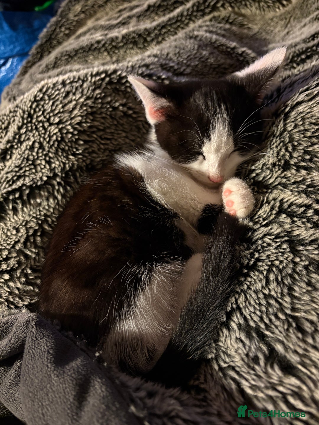Mixed Breed cats for sale: Mixed kittens  - Image 9