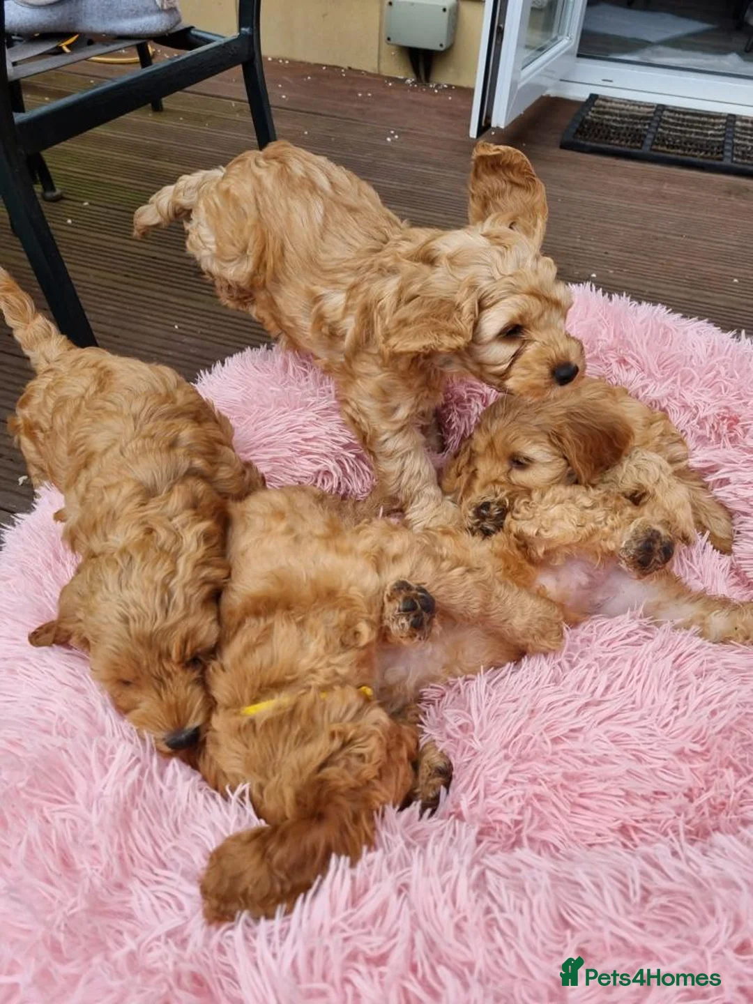 Cockapoo dogs for stud: **PROVEN**Beautiful Red F1 Cockapoo for Stud in Kilmarnock - Advert 10