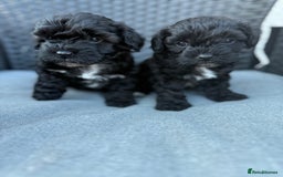 Yorkshire Terrier dogs for sale: Yorkies  - Image 6
