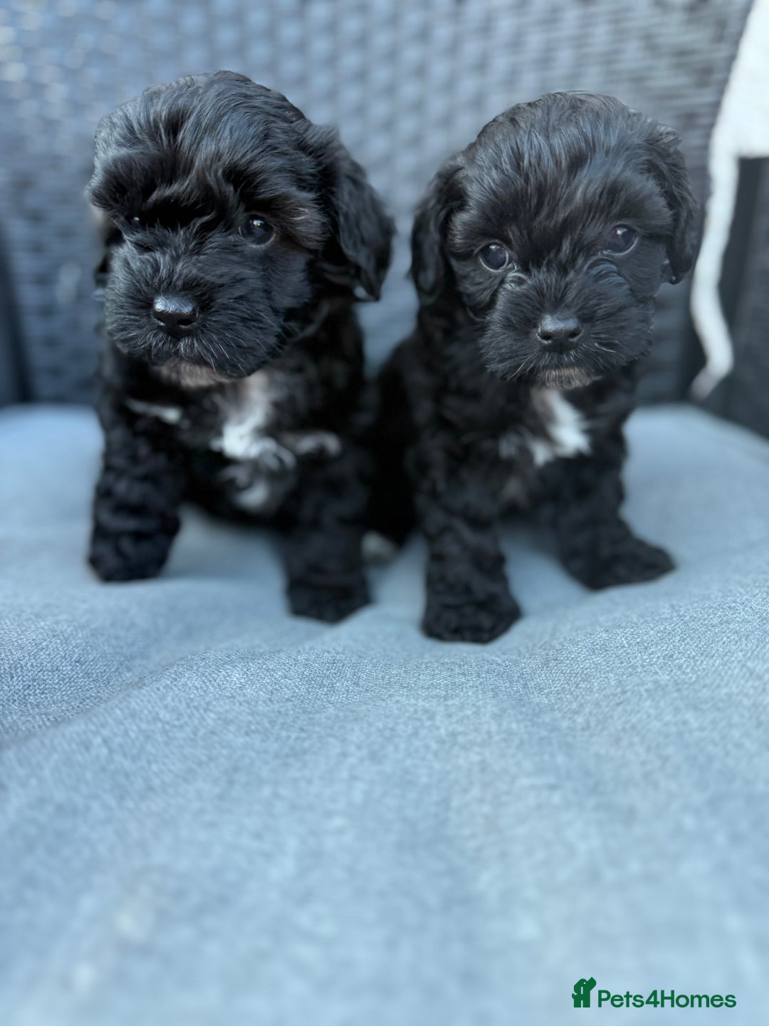 Yorkshire Terrier dogs for sale: Yorkies  - Image 6