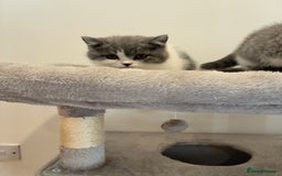 British Shorthair cats for sale: CHAMPION LINES TICA REGISTERED ACTIVE BI BSH GIRLS - Image 10