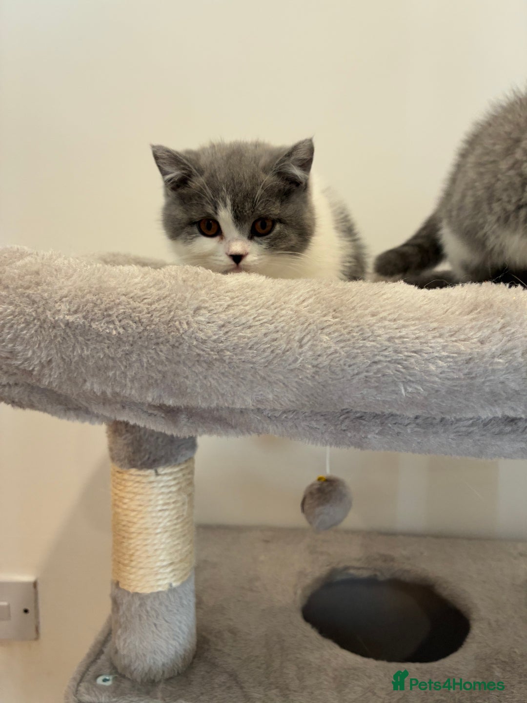 British Shorthair cats for sale: CHAMPION LINES TICA REGISTERED ACTIVE BI BSH GIRLS - Image 10