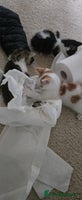 Mixed Breed cats - Advert 12