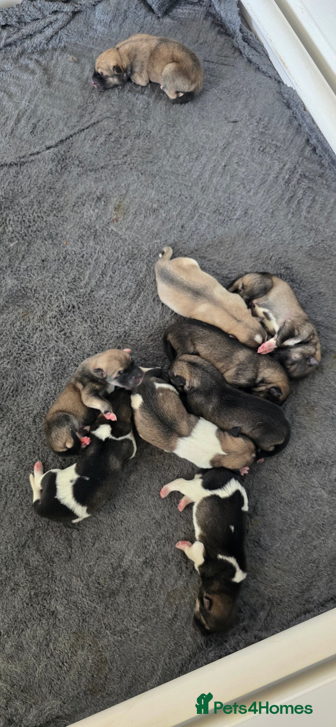 Mixed Breed dogs for sale: Northern Inuit cross American akita  - Image 22