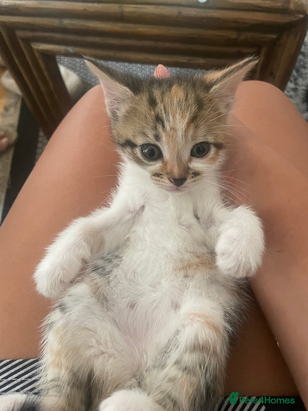 Mixed Breed cats for sale: 6 kittens for sale  - Image 16