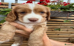 Cocker Spaniel dogs for sale: Stunning KC registered Working Cocker Spaniels  - Image 2