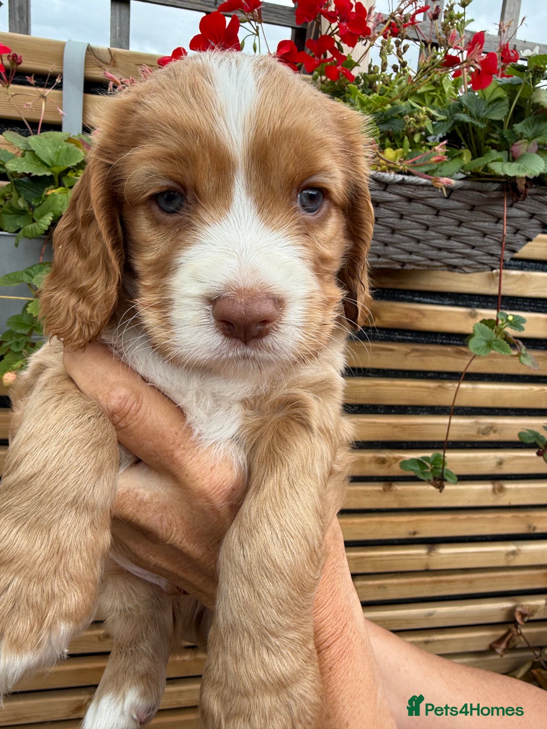 Cocker Spaniel dogs for sale: Stunning KC registered Working Cocker Spaniels  - Image 2