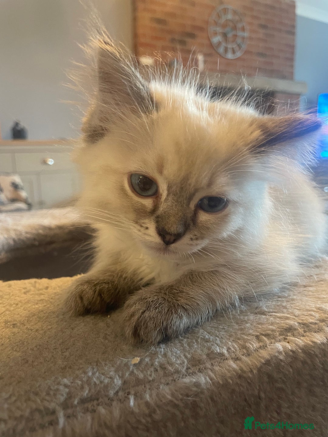 Ragdoll cats for sale: Ragdoll kittens ready now 3 boys 1 girl available  - Image 9