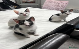 Mixed Breed cats for sale: *Ready to go* - Image 3