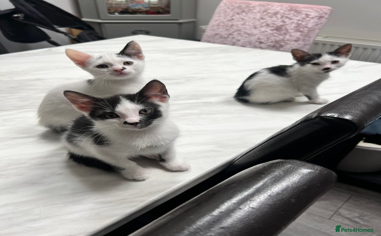 Mixed Breed cats - Advert 1