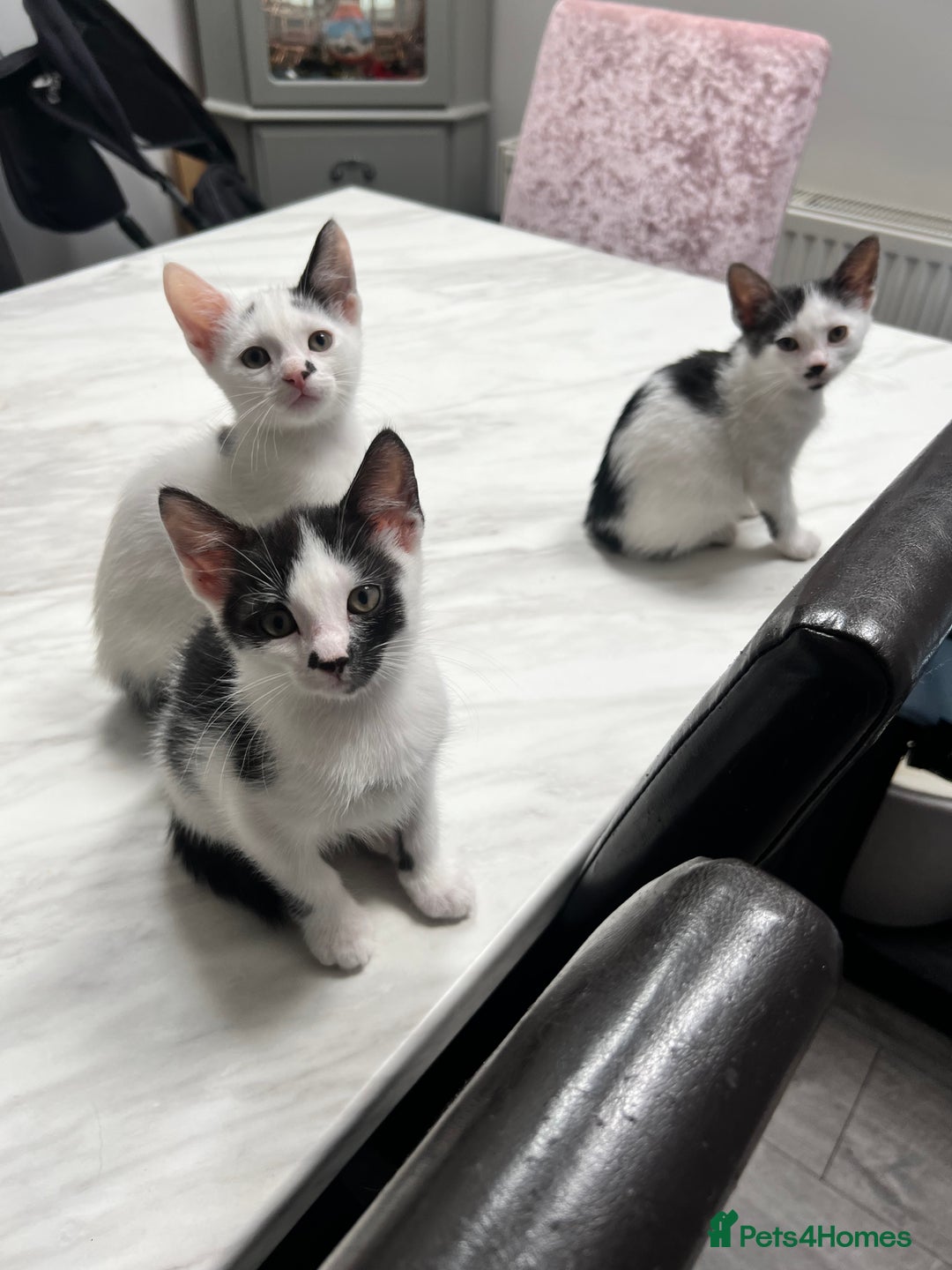 Mixed Breed cats for sale: *Ready to go* - Image 3